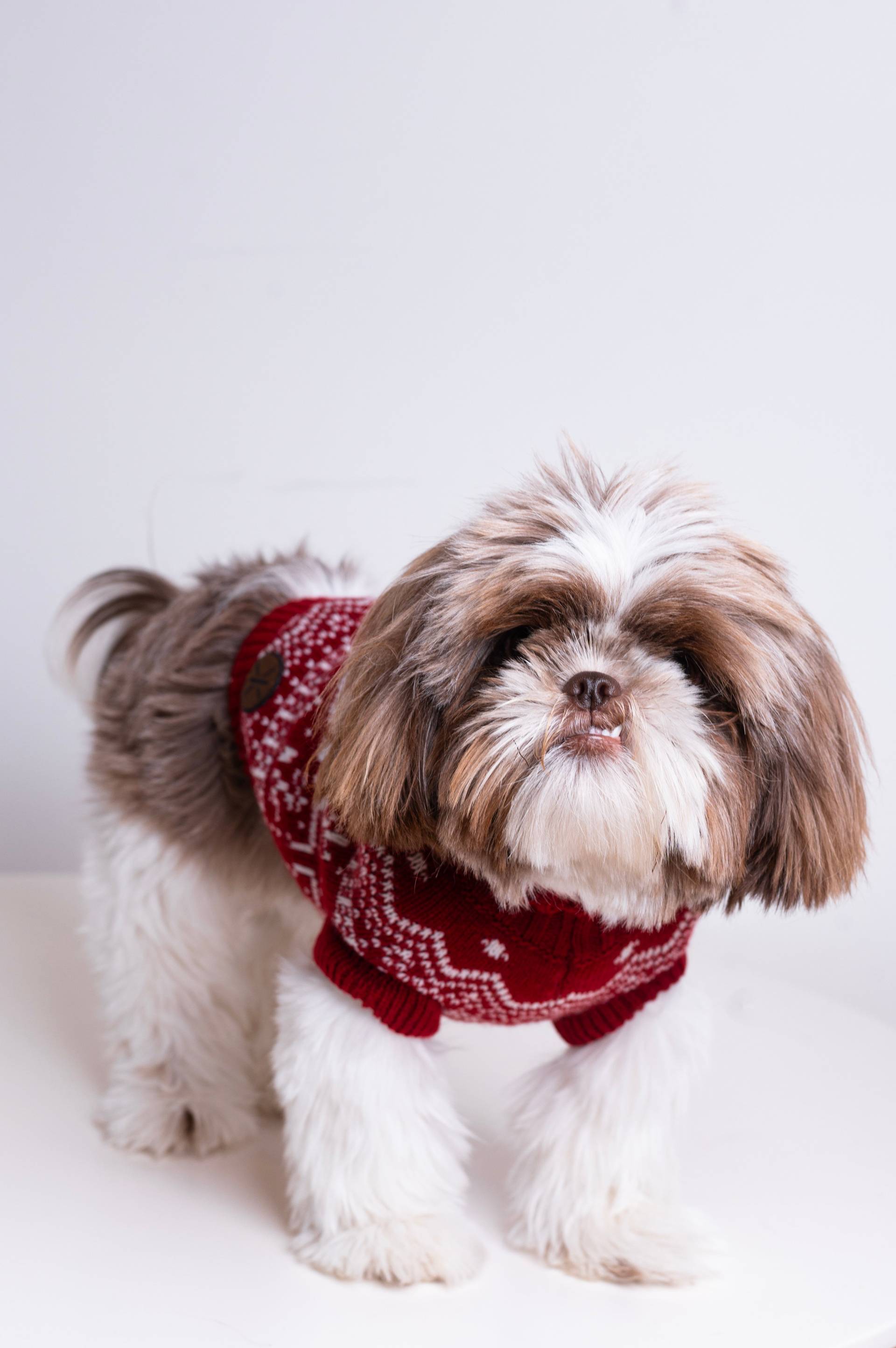 Onepiece The Dog Holiday Onesie Red - 3